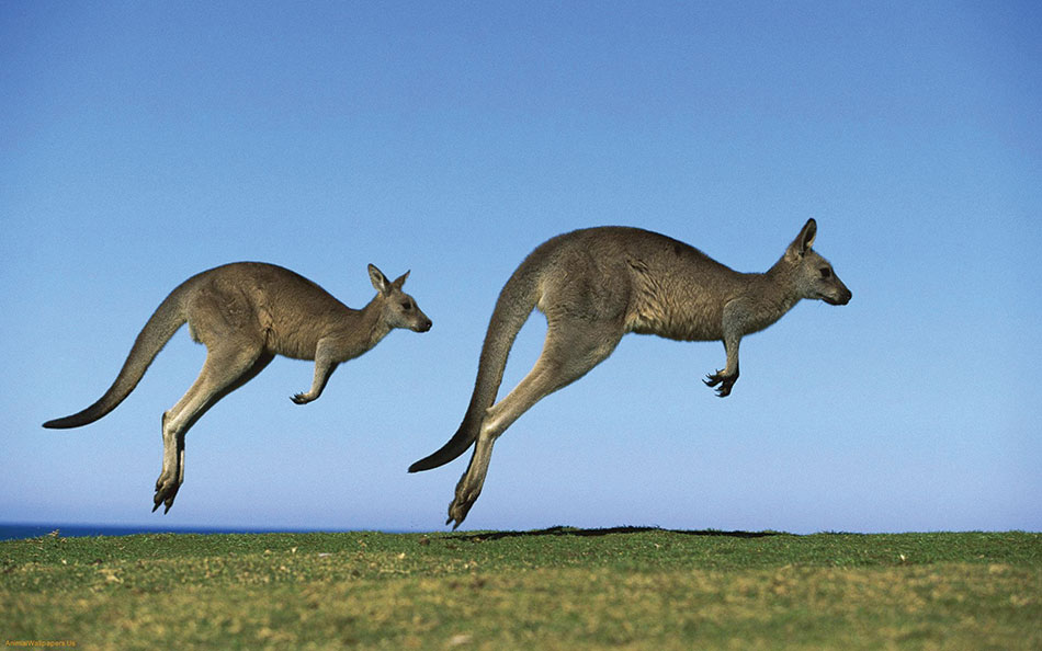 Kangaroos-jump-high-1